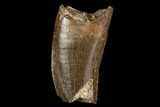 Serrated, Partial Tyrannosaur Tooth - Montana #111006-1